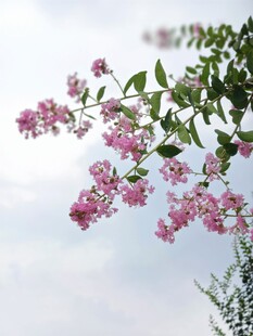 紫薇花