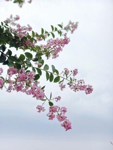 紫薇花