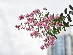 紫薇花