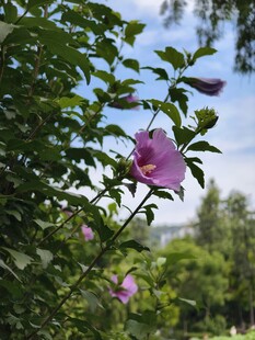 木槿花