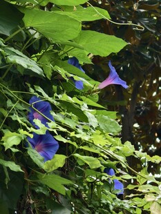 牵牛花