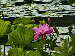 夏日荷塘粉荷绽放