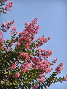紫薇花