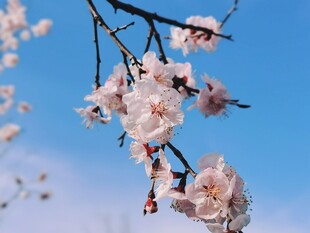 晴空下的春日粉花