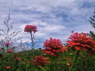 郊野红花