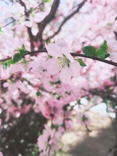 春日粉嫩樱花盛景