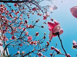玉兰花