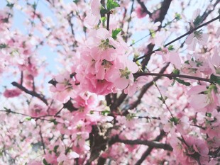 春日桃花枝头盛放