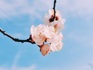 蓝天映衬春日杏花