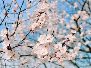 春日花枝映蓝天