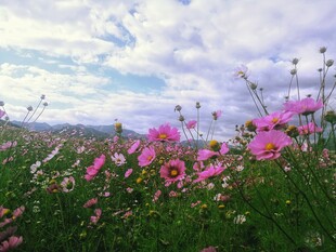 格桑花