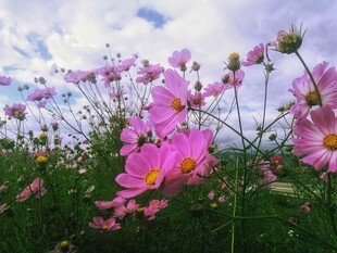 格桑花