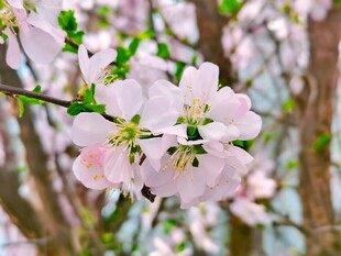 春日桃花枝头盛放