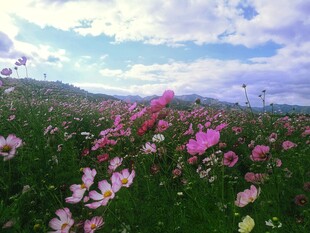 格桑花