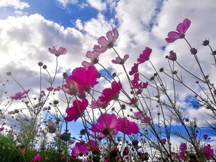 格桑花