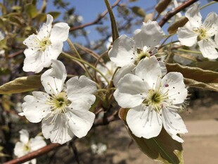 春日盛开的梨花