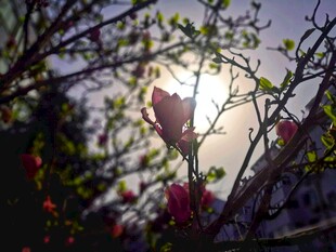 春日玉兰花枝
