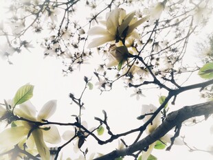 春日朦胧花枝