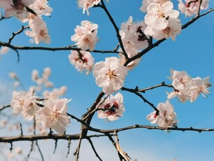 春日粉花