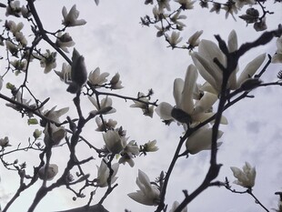 玉兰枝影