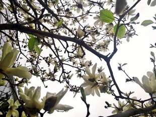 玉兰花