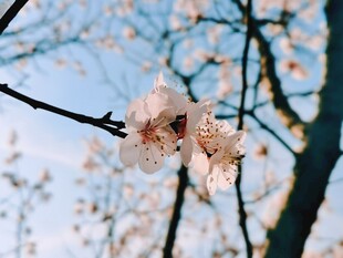 春日枝头粉花绽放