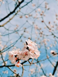 春日樱花