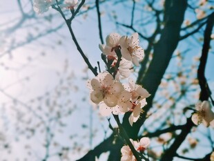 春日桃花枝头绽放