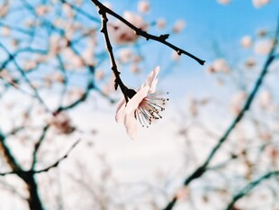 春日花枝