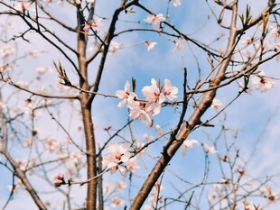 春日花枝映蓝天