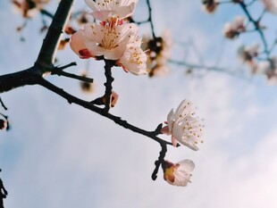 春日花枝