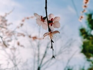 春日花枝