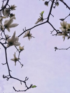 玉兰花枝