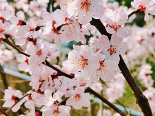 春日枝头繁花盛开