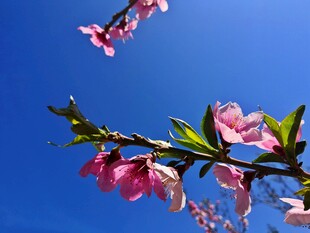 蓝天映衬粉色桃花