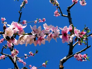 蓝天映衬粉色花枝