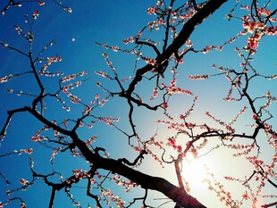 春日晴空花枝剪影