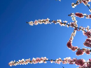 晴空下的春日花枝