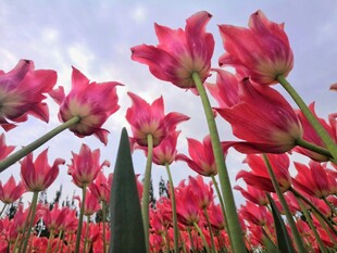 郁金香花海