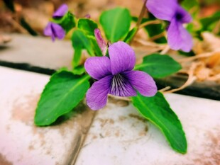 紫花地丁花卉