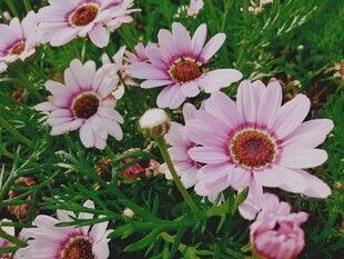雏菊