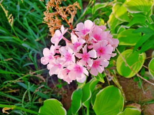 粉色簇生花卉