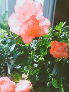 杜鹃花