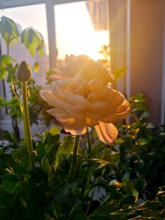 暖调鲜花