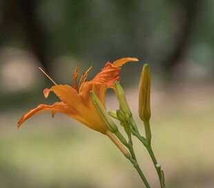 橙色萱草花特写