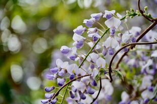 柔焦紫藤花特写