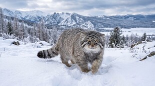 雪地行走的兔狲