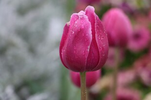 玫红色郁金香花苞特写