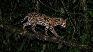 夜间丛林野生豹猫