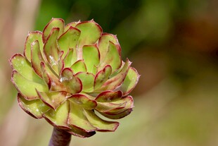 多肉植物特写